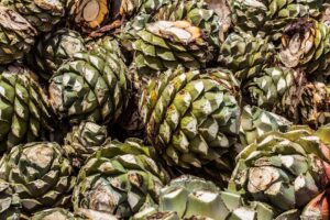 oaxaca traditional food