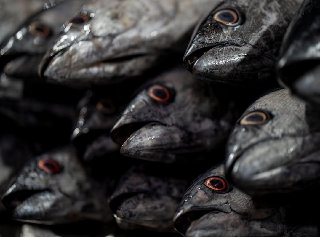 Does Nummazaki Use Raw Fish