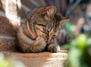 gata egipcia bailando nombre