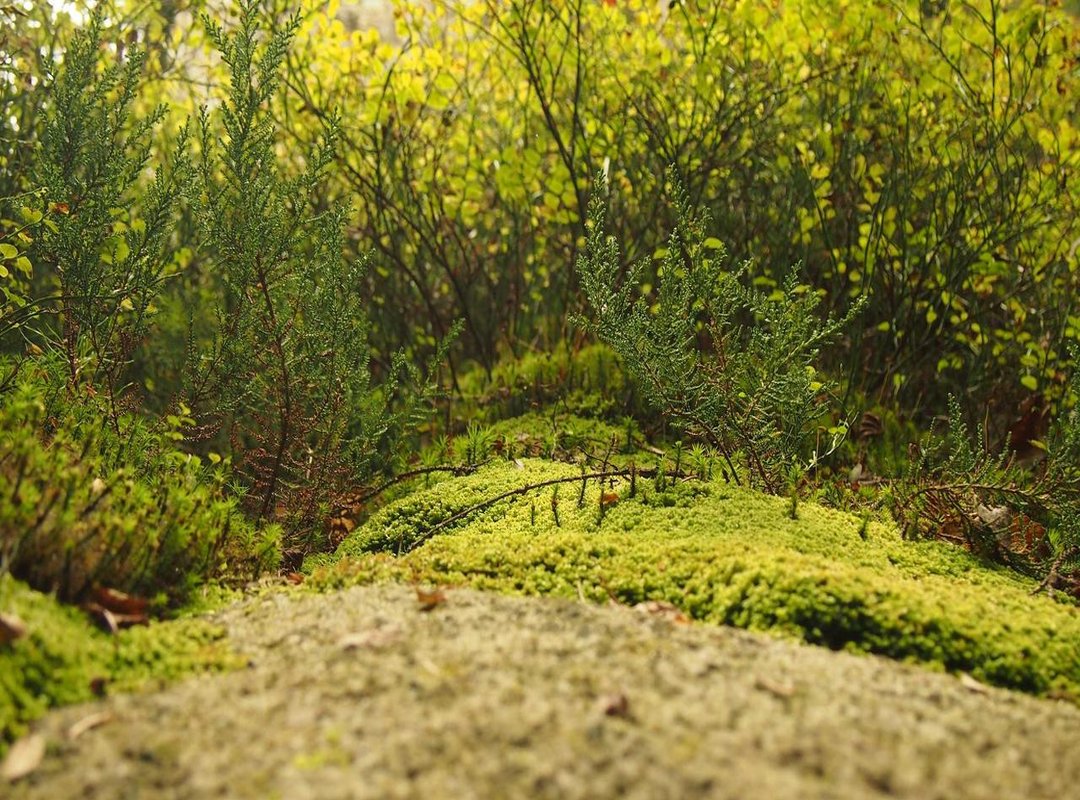 The Second Leg: A Rollercoaster of Emotion in Riyadh